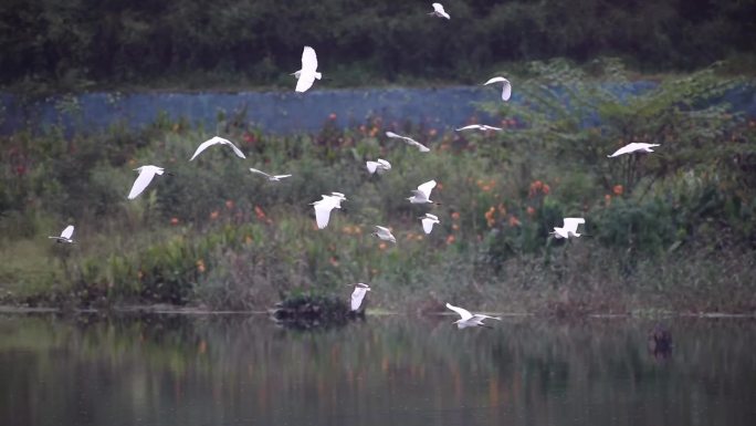 一群白鹭保护生物多样性飞鸟小鸟
