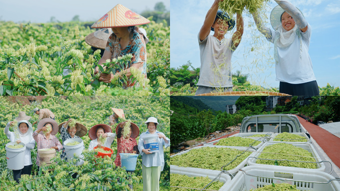 【4K】金银花采摘丰收