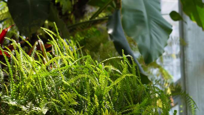 热带植物雨林植物多肉植物蕨类被子植物