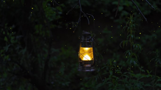 夜晚森林马灯萤火虫