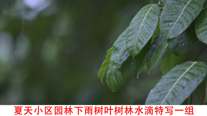 夏天下雨树叶特写视频素材