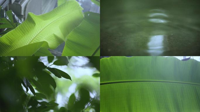 夏天下雨树叶特写视频素材