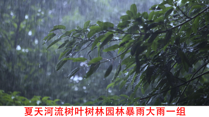 夏天河流树林树叶园林下雨暴雨大雨视频素材