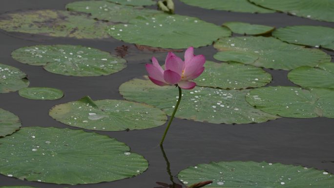 济南大明湖公园夏天摇曳的荷花