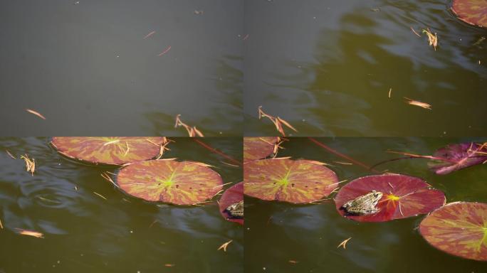 水池池塘鱼苗青蛙蝌蚪生态 (6)
