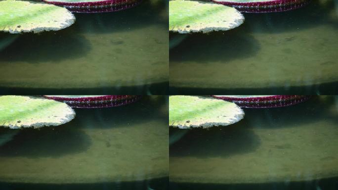 小鱼穿梭莲花池荷花池