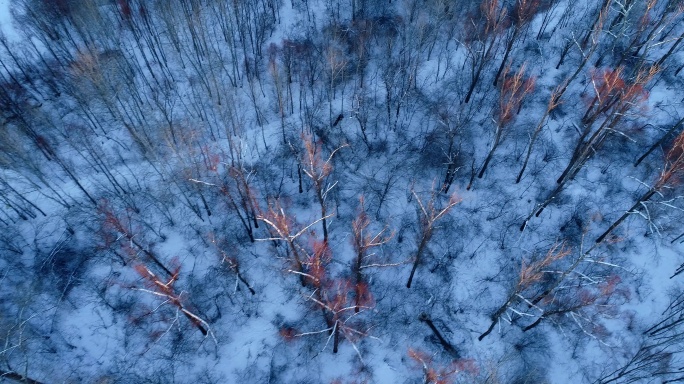 航拍大兴安岭冬季林海雪原次生林风景