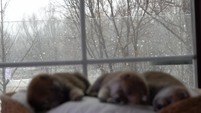 下雪天屋内可爱慵懒的狗崽