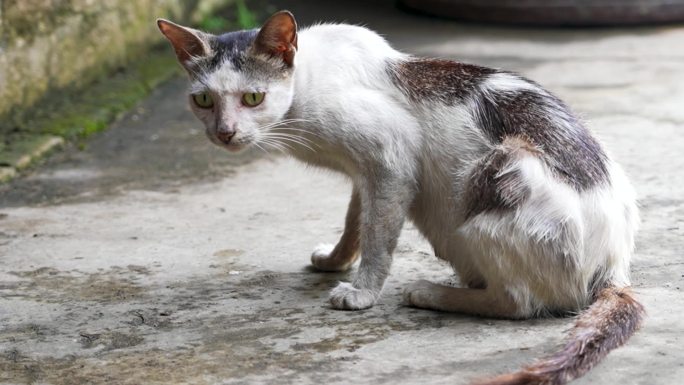 乡村 小动物 农家养的猫 可爱