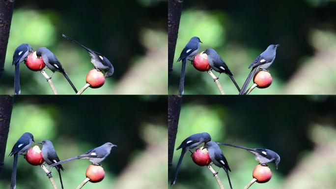 鸟啄木鸟吃野苹果鸟儿