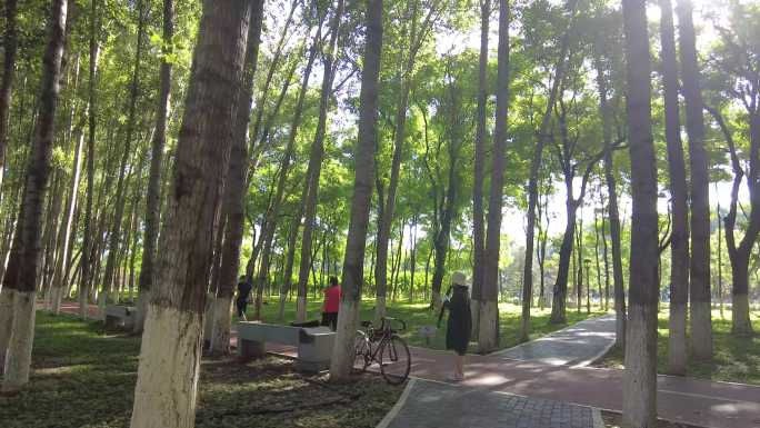 树林仰视绿树成阴亲近大自然户外公园植物园