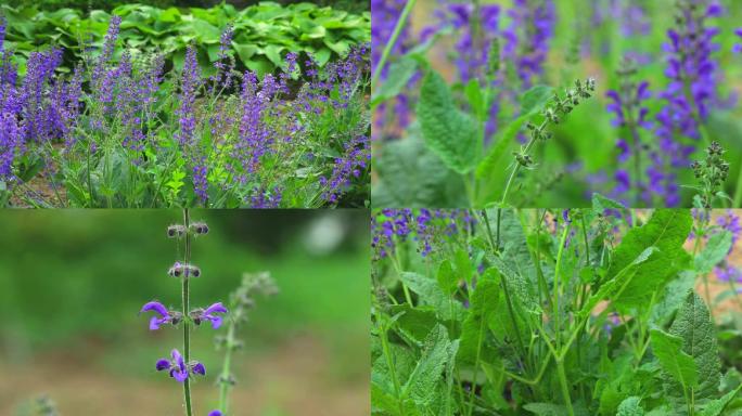 甘西鼠尾草 中药 植株 花序 花 叶 茎