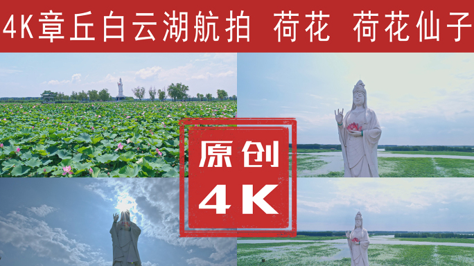 白云湖公园 荷花 航拍4K