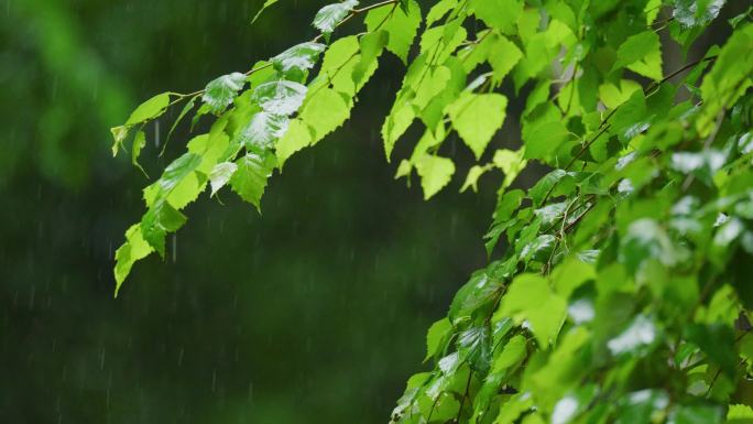 4k唯美雨水惊蛰谷雨立春意境雨滴滴水春雨