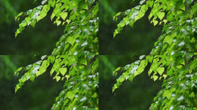 4k唯美雨水惊蛰谷雨立春意境雨滴滴水春雨