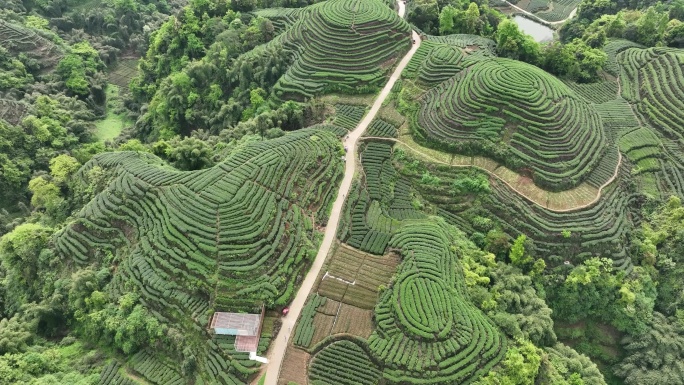 大地指纹茶场茶叶