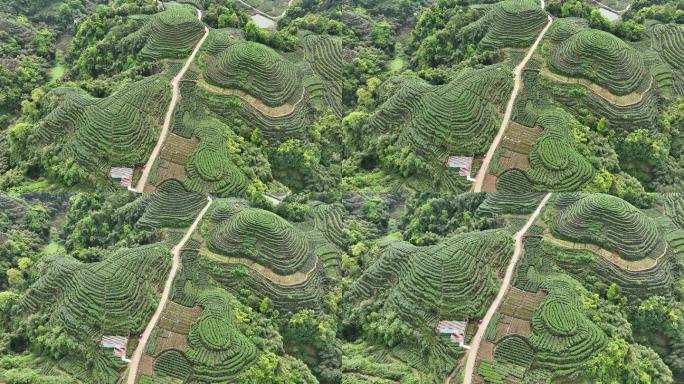 大地指纹茶场茶叶