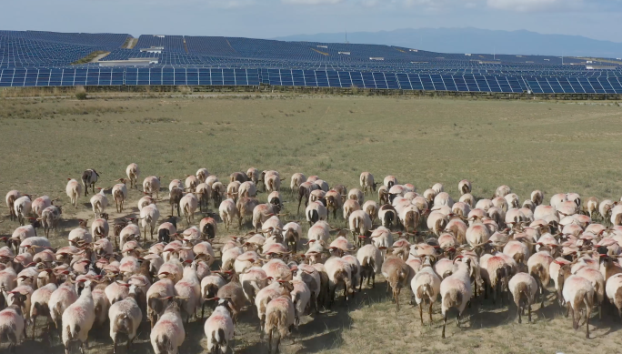 【原创合集】太阳能光伏羊生态经济航拍
