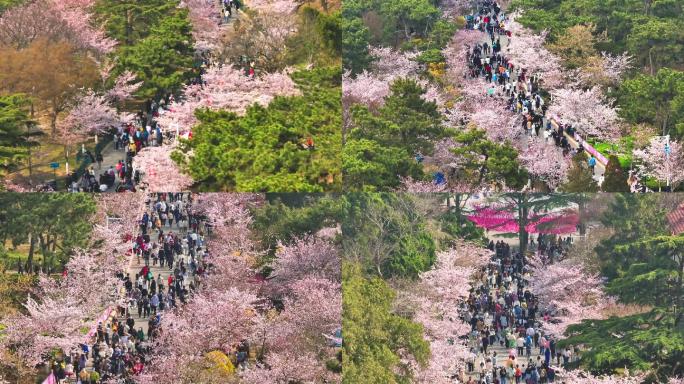 青岛中山公园樱花春季人山人海