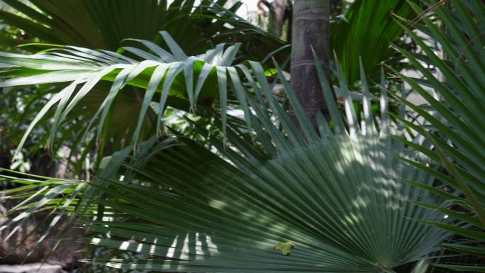 蒲扇原料棕榈树叶子