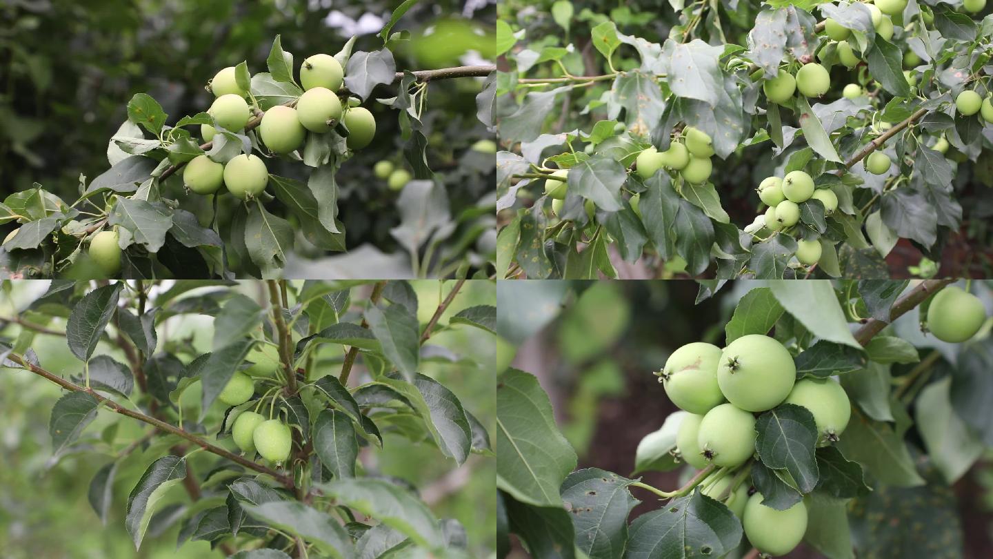 鸡心海棠果 小苹果  鸡心果