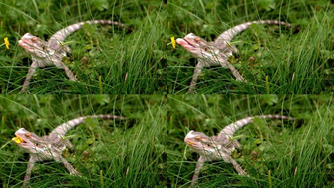蜥蜴在草地里吃花朵特写
