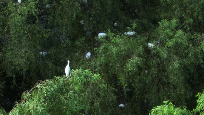 南沙湿地公园的白鹭鸟