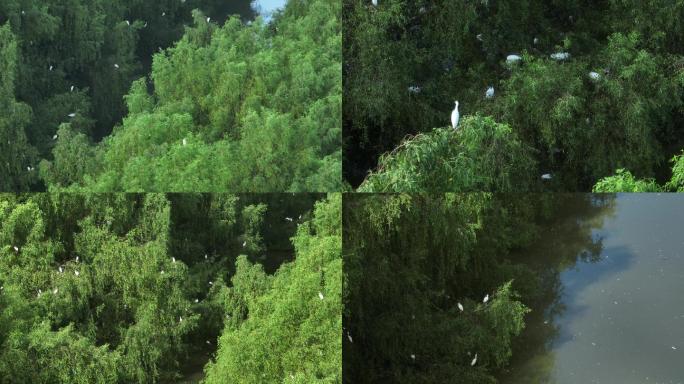南沙湿地公园的白鹭鸟