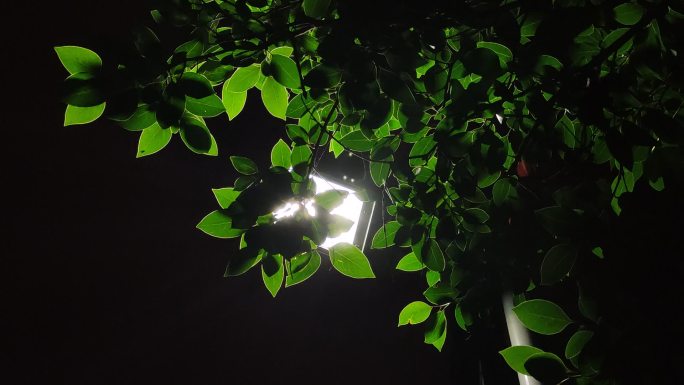 夜景 路灯 树叶 光线