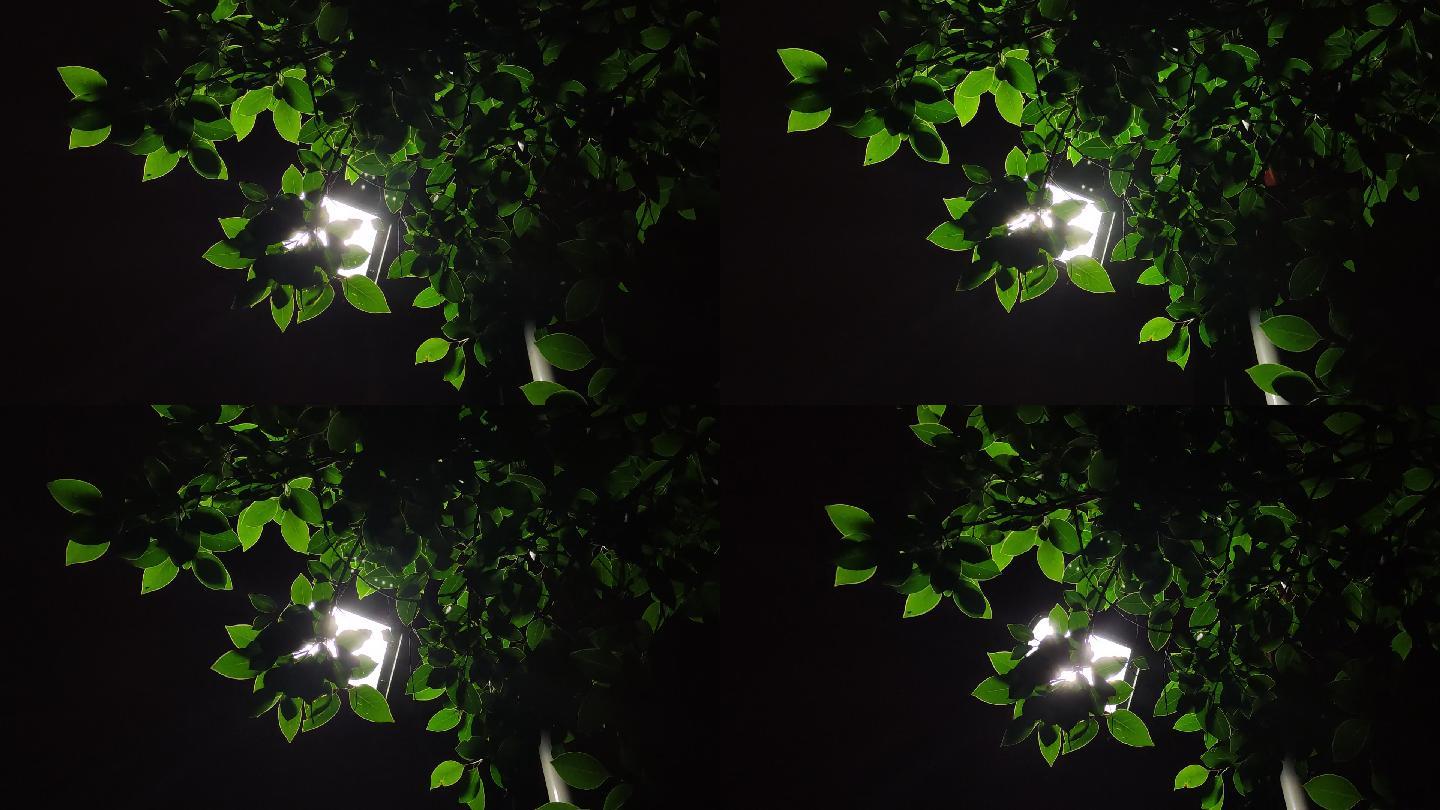 夜景 路灯 树叶 光线