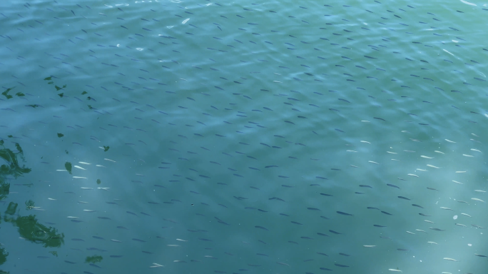 4k鱼群在水里游 嬉戏  生态 海鱼黑鲷