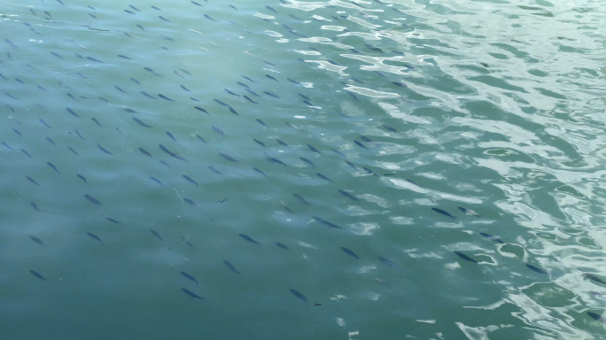4k鱼群在水里游 嬉戏  生态 海鱼黑鲷