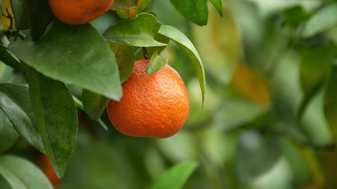 实拍果园里的砂糖橘