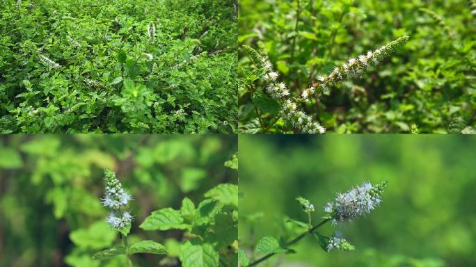 薄荷 中草药 植株 花 花序 叶 茎