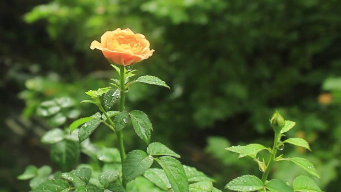 雨中的花