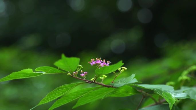 白棠子树 中草药 植株 花 叶 茎 果实