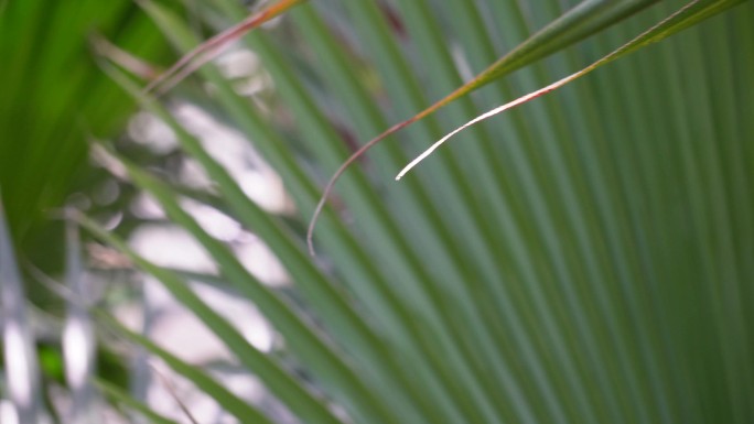 蒲扇原料棕榈树叶子
