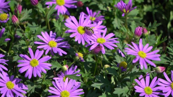 盛夏时节，鲜花环绕，蜜蜂采蜜