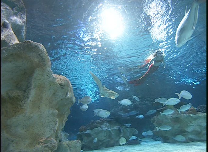 海底世界水下舞蹈热带鱼水世界