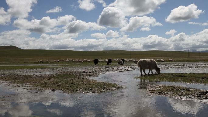 青海省祁连县风光新疆西藏放牧牧牛放羊少数