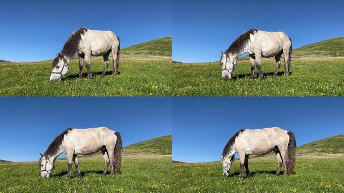 高清草原上白马吃草