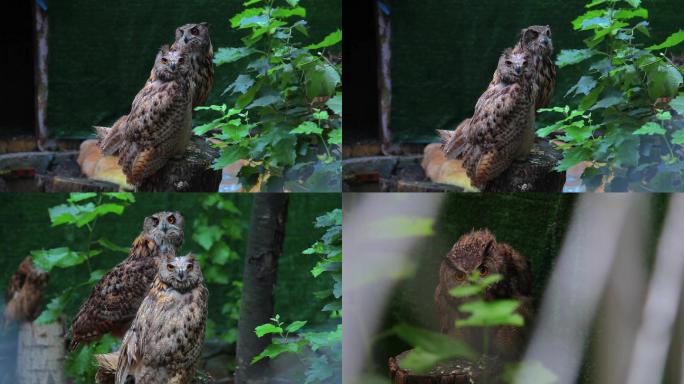 猫头鹰、猛禽、野生动物