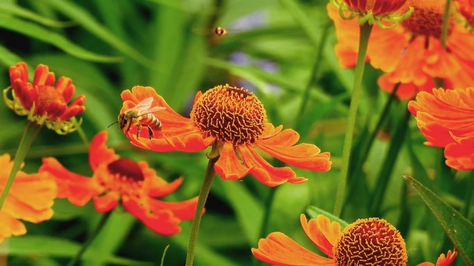 蜜蜂 昆虫 花 授粉 花瓣 爬行 动物