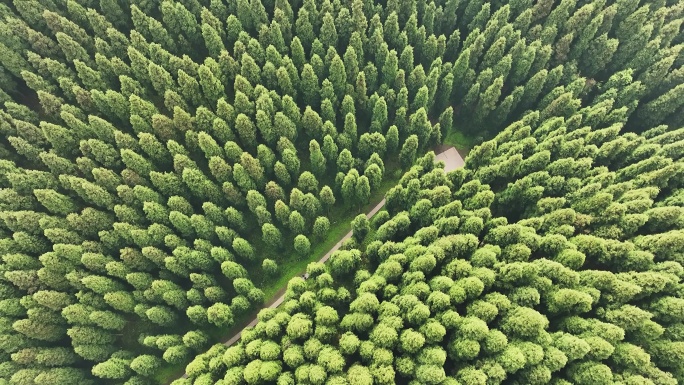 中坝森林俯瞰绿植树林