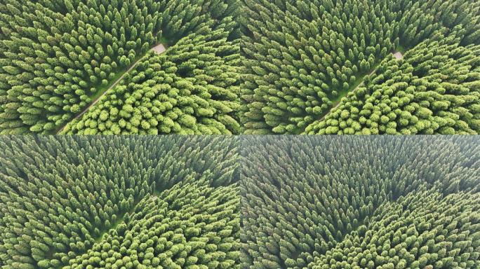 中坝森林俯瞰绿植树林