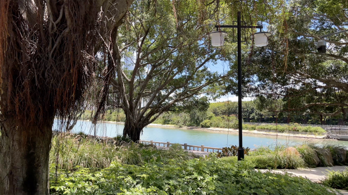 4k公园 湖边市民户外出行 干净美丽树荫