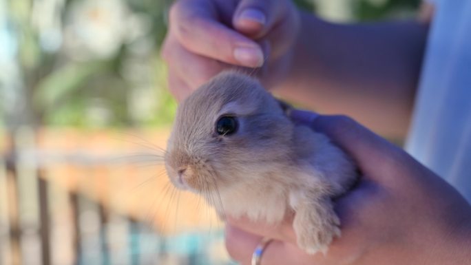可爱萌宠兔子