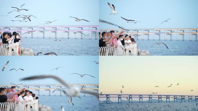 星海大桥与海鸥2K升格慢动作