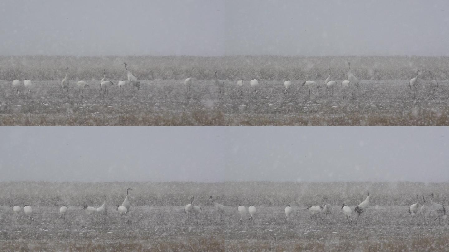 丹顶鹤雪中觅食近景