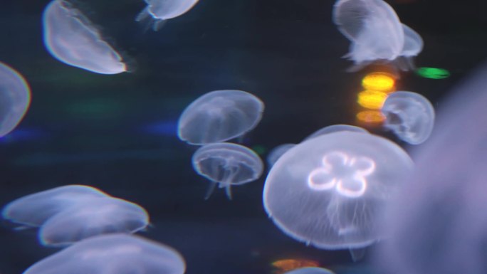 沈阳沈北海蓝星海洋馆里的水母